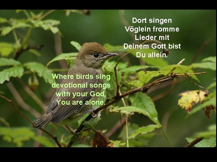 Dort singen Vöglein fromme Lieder mit Deinem Gott bist Du allein. Where birds sing