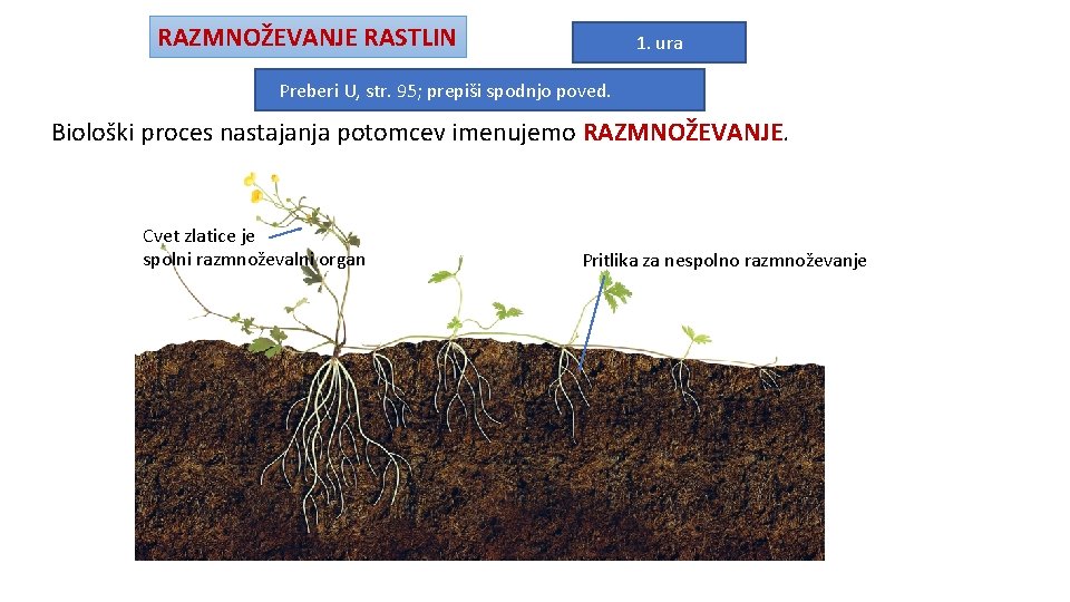 RAZMNOŽEVANJE RASTLIN 1. ura Preberi U, str. 95; prepiši spodnjo poved. Biološki proces nastajanja