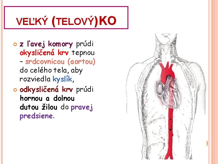 VEĽKÝ (TELOVÝ) KO z ľavej komory prúdi okysličená krv tepnou – srdcovnicou (aortou) do