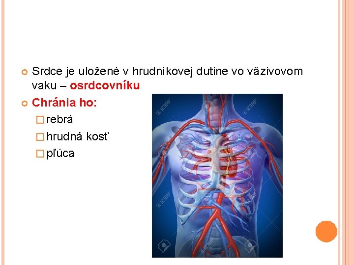 Srdce je uložené v hrudníkovej dutine vo väzivovom vaku – osrdcovníku Chránia ho: �