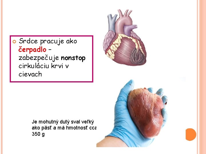  Srdce pracuje ako čerpadlo – zabezpečuje nonstop cirkuláciu krvi v cievach Je mohutný