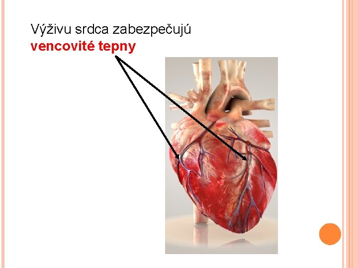 Výživu srdca zabezpečujú vencovité tepny 