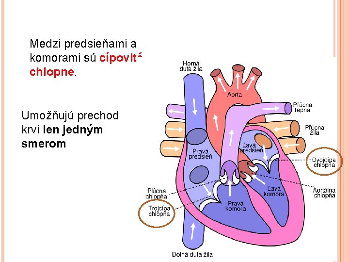 Medzi predsieňami a komorami sú cípovité chlopne. Umožňujú prechod krvi len jedným smerom 