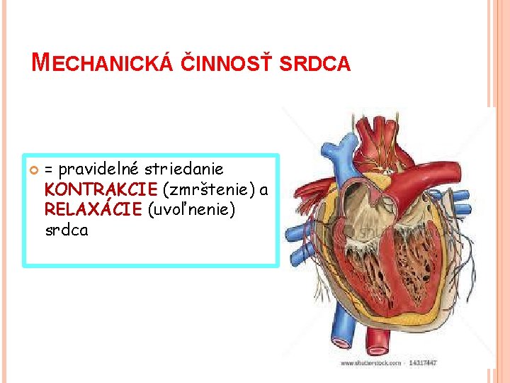 MECHANICKÁ ČINNOSŤ SRDCA = pravidelné striedanie KONTRAKCIE (zmrštenie) a RELAXÁCIE (uvoľnenie) srdca 