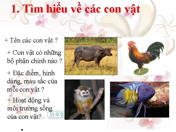 1. Tìm hiểu về các con vật + Tên các con vật ? +