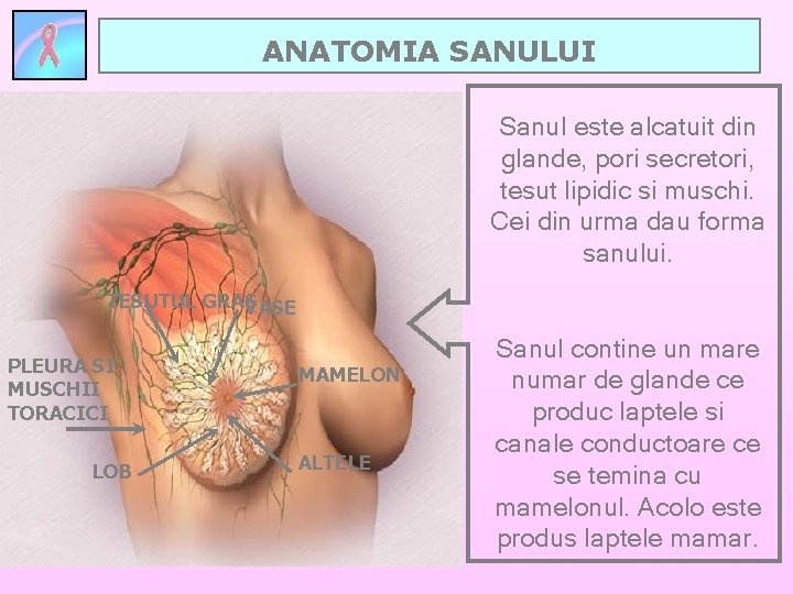 ANATOMIA SANULUI Sanul este alcatuit din glande, pori secretori, tesut lipidic si muschi. Cei