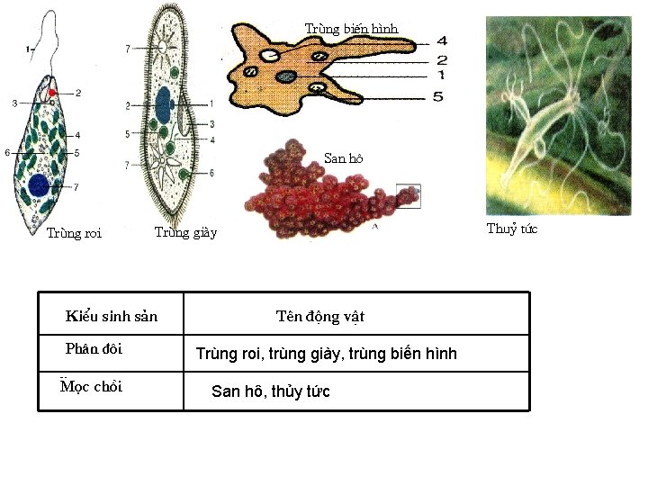 Trïng biÕn h×nh San h « Trïng roi KiÓu sinh s¶n Ph©n ® «i