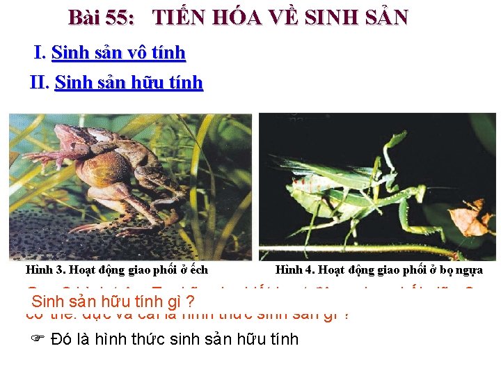 Bài 55: TIẾN HÓA VỀ SINH SẢN I. Sinh sản vô tính II. Sinh