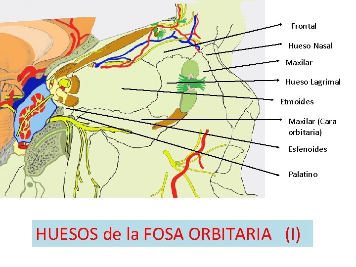 Frontal Hueso Nasal Maxilar Hueso Lagrimal Etmoides Maxilar (Cara orbitaria) Esfenoides Palatino HUESOS de Frontal Hueso Nasal Maxilar Hueso Lagrimal Etmoides Maxilar (Cara orbitaria) Esfenoides Palatino HUESOS de