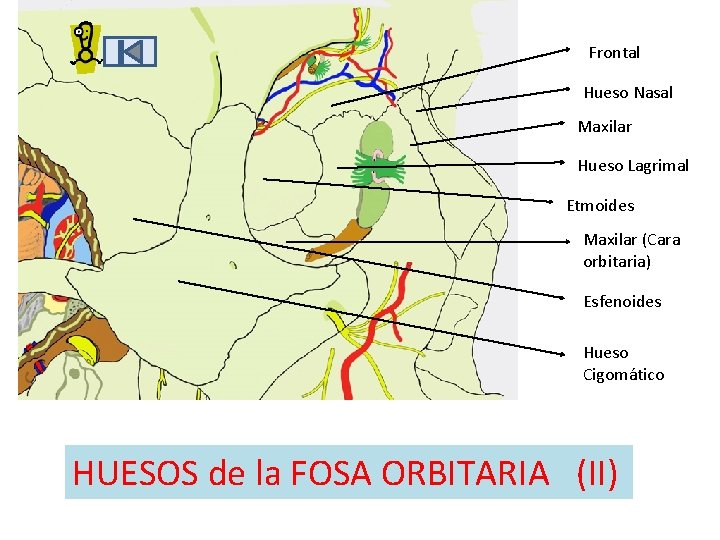 Frontal Hueso Nasal Maxilar Hueso Lagrimal Etmoides Maxilar (Cara orbitaria) Esfenoides Hueso Cigomático HUESOS Frontal Hueso Nasal Maxilar Hueso Lagrimal Etmoides Maxilar (Cara orbitaria) Esfenoides Hueso Cigomático HUESOS