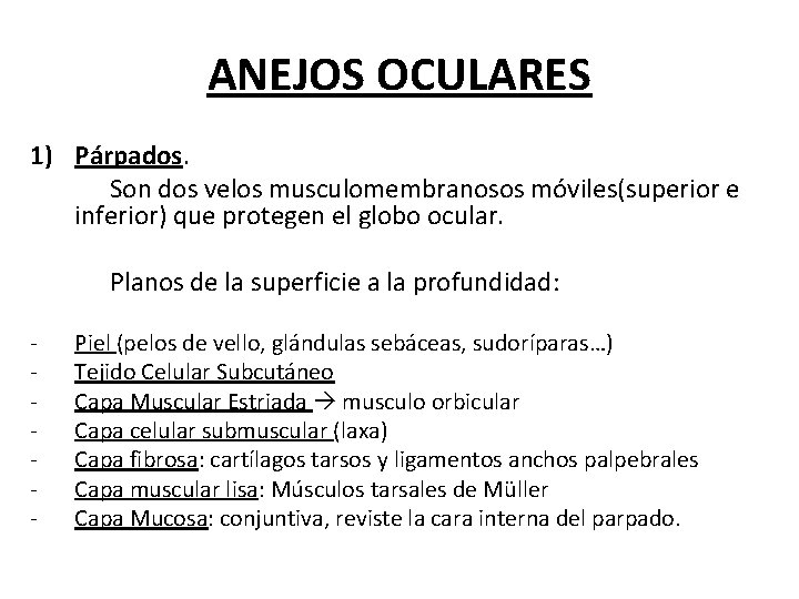 ANEJOS OCULARES 1) Párpados. Son dos velos musculomembranosos móviles(superior e inferior) que protegen el ANEJOS OCULARES 1) Párpados. Son dos velos musculomembranosos móviles(superior e inferior) que protegen el