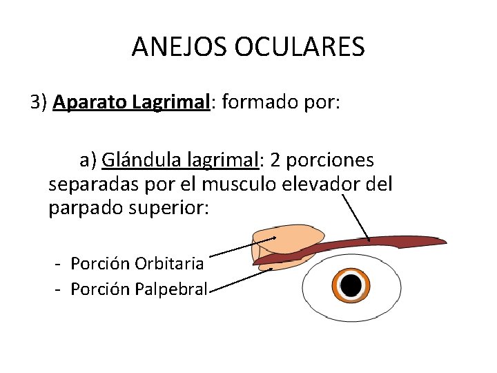 ANEJOS OCULARES 3) Aparato Lagrimal: formado por: a) Glándula lagrimal: 2 porciones separadas por ANEJOS OCULARES 3) Aparato Lagrimal: formado por: a) Glándula lagrimal: 2 porciones separadas por