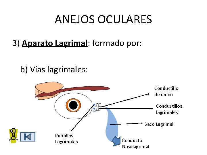 ANEJOS OCULARES 3) Aparato Lagrimal: formado por: b) Vías lagrimales: Conductillo de unión Conductillos ANEJOS OCULARES 3) Aparato Lagrimal: formado por: b) Vías lagrimales: Conductillo de unión Conductillos