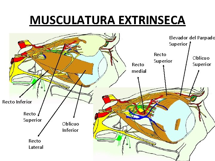 MUSCULATURA EXTRINSECA Elevador del Parpado Superior Recto medial Recto Inferior Recto Superior Recto Lateral MUSCULATURA EXTRINSECA Elevador del Parpado Superior Recto medial Recto Inferior Recto Superior Recto Lateral