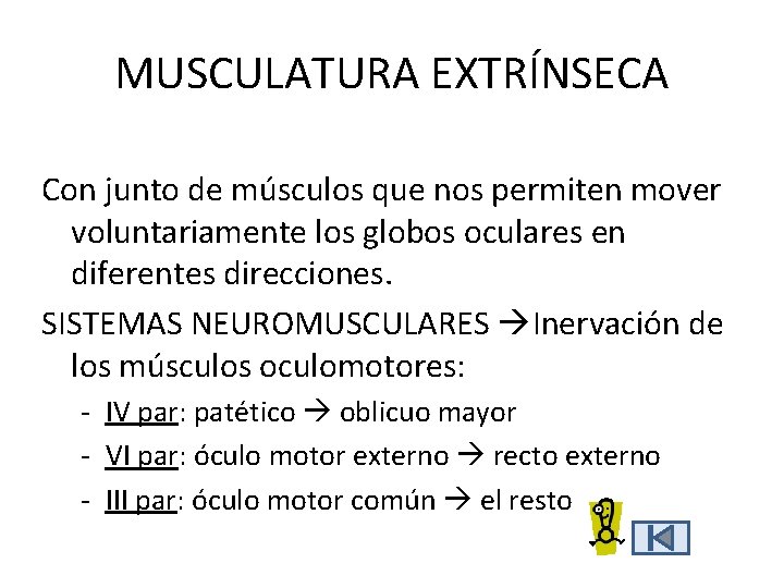 MUSCULATURA EXTRÍNSECA Con junto de músculos que nos permiten mover voluntariamente los globos oculares MUSCULATURA EXTRÍNSECA Con junto de músculos que nos permiten mover voluntariamente los globos oculares