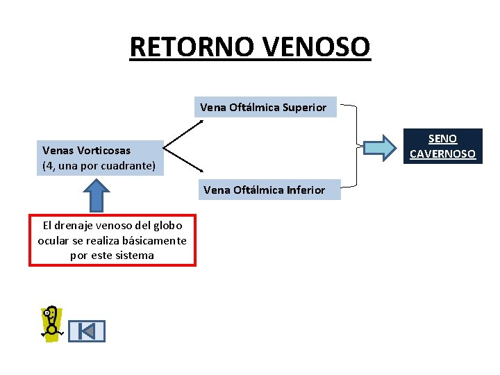 RETORNO VENOSO Vena Oftálmica Superior SENO CAVERNOSO Venas Vorticosas (4, una por cuadrante) Vena RETORNO VENOSO Vena Oftálmica Superior SENO CAVERNOSO Venas Vorticosas (4, una por cuadrante) Vena