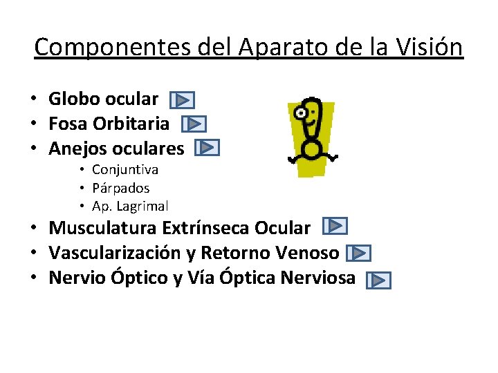 Componentes del Aparato de la Visión • Globo ocular • Fosa Orbitaria • Anejos Componentes del Aparato de la Visión • Globo ocular • Fosa Orbitaria • Anejos