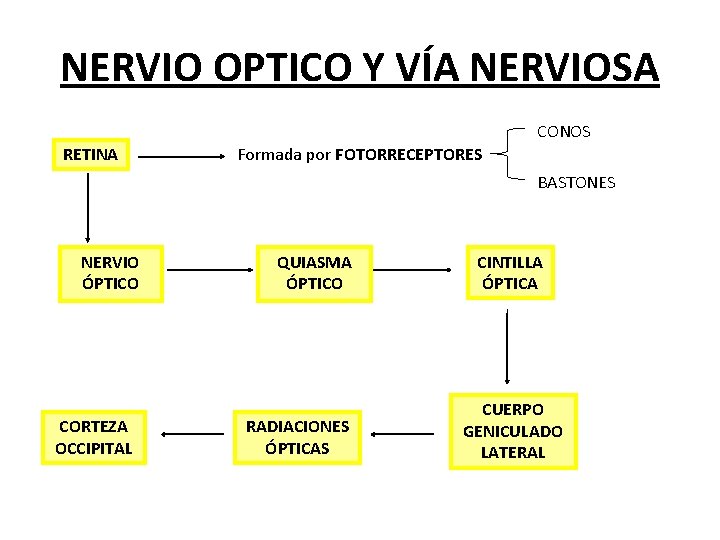 NERVIO OPTICO Y VÍA NERVIOSA CONOS RETINA Formada por FOTORRECEPTORES BASTONES NERVIO ÓPTICO CORTEZA NERVIO OPTICO Y VÍA NERVIOSA CONOS RETINA Formada por FOTORRECEPTORES BASTONES NERVIO ÓPTICO CORTEZA