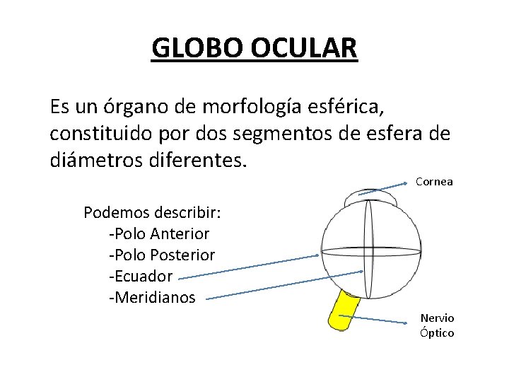 GLOBO OCULAR Es un órgano de morfología esférica, constituido por dos segmentos de esfera GLOBO OCULAR Es un órgano de morfología esférica, constituido por dos segmentos de esfera