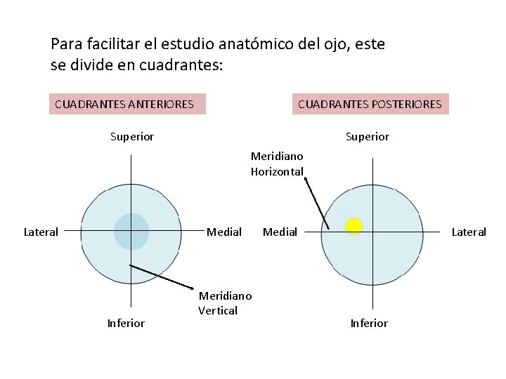 Para facilitar el estudio anatómico del ojo, este se divide en cuadrantes: CUADRANTES ANTERIORES Para facilitar el estudio anatómico del ojo, este se divide en cuadrantes: CUADRANTES ANTERIORES