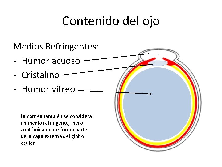 Contenido del ojo Medios Refringentes: - Humor acuoso - Cristalino - Humor vítreo La Contenido del ojo Medios Refringentes: - Humor acuoso - Cristalino - Humor vítreo La