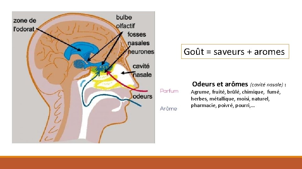 Goût = saveurs + aromes Odeurs et arômes (cavité nasale) : Agrume, fruité, brûlé,