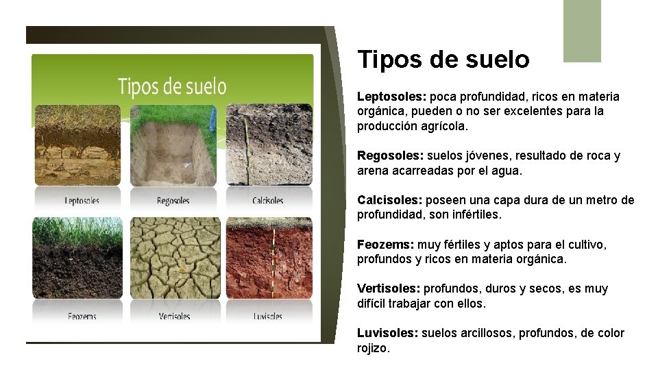 Tipos de suelo Leptosoles: poca profundidad, ricos en materia orgánica, pueden o no ser