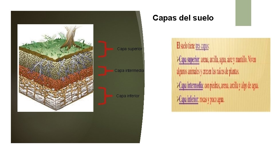 Capas del suelo Capa superior Capa intermedia Capa inferior 