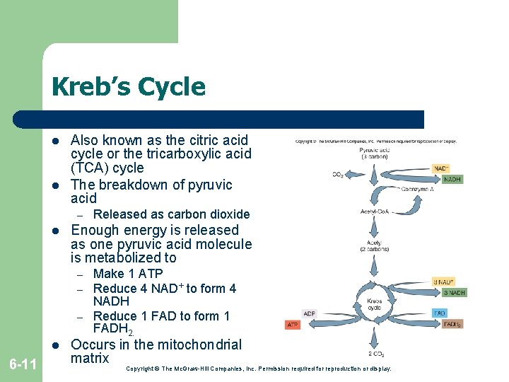 Kreb’s Cycle l l Also known as the citric acid cycle or the tricarboxylic Kreb’s Cycle l l Also known as the citric acid cycle or the tricarboxylic