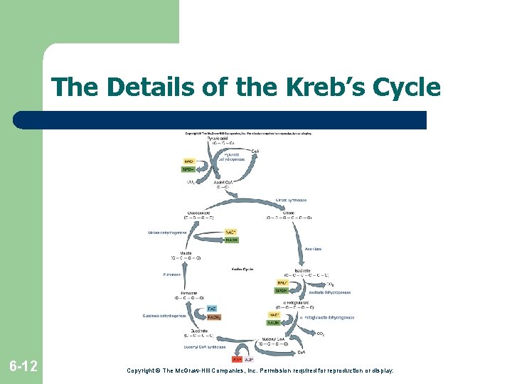 The Details of the Kreb’s Cycle 6 -12 Copyright © The Mc. Graw-Hill Companies, The Details of the Kreb’s Cycle 6 -12 Copyright © The Mc. Graw-Hill Companies,