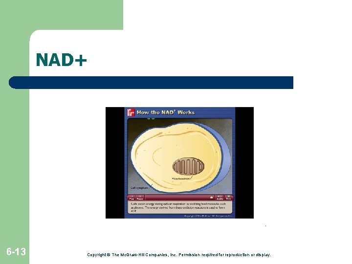NAD+ 6 -13 Copyright © The Mc. Graw-Hill Companies, Inc. Permission required for reproduction NAD+ 6 -13 Copyright © The Mc. Graw-Hill Companies, Inc. Permission required for reproduction