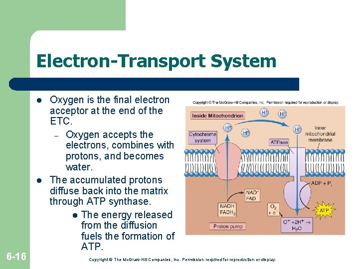 Electron-Transport System l l 6 -16 Oxygen is the final electron acceptor at the Electron-Transport System l l 6 -16 Oxygen is the final electron acceptor at the