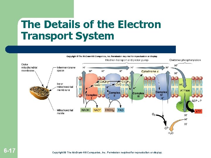 The Details of the Electron Transport System 6 -17 Copyright © The Mc. Graw-Hill The Details of the Electron Transport System 6 -17 Copyright © The Mc. Graw-Hill