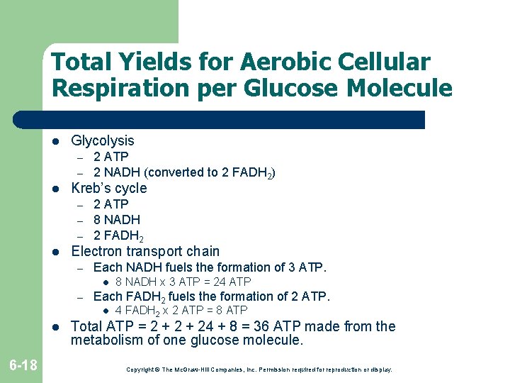 Total Yields for Aerobic Cellular Respiration per Glucose Molecule l Glycolysis – – l Total Yields for Aerobic Cellular Respiration per Glucose Molecule l Glycolysis – – l