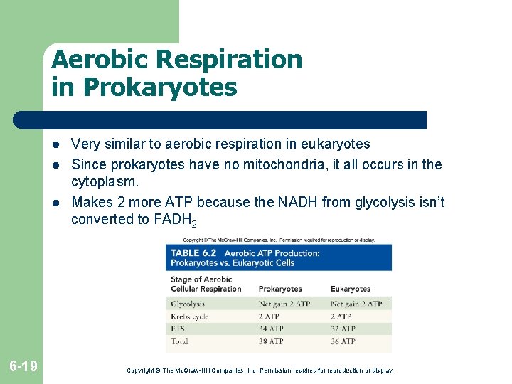 Aerobic Respiration in Prokaryotes l l l 6 -19 Very similar to aerobic respiration Aerobic Respiration in Prokaryotes l l l 6 -19 Very similar to aerobic respiration