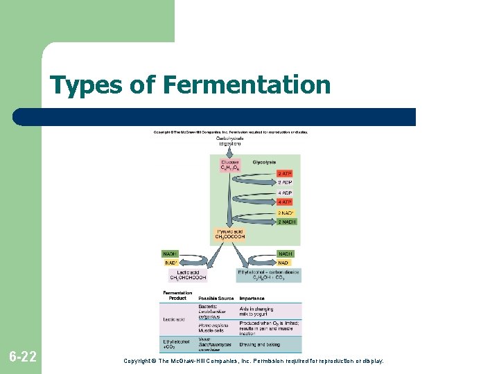 Types of Fermentation 6 -22 Copyright © The Mc. Graw-Hill Companies, Inc. Permission required Types of Fermentation 6 -22 Copyright © The Mc. Graw-Hill Companies, Inc. Permission required
