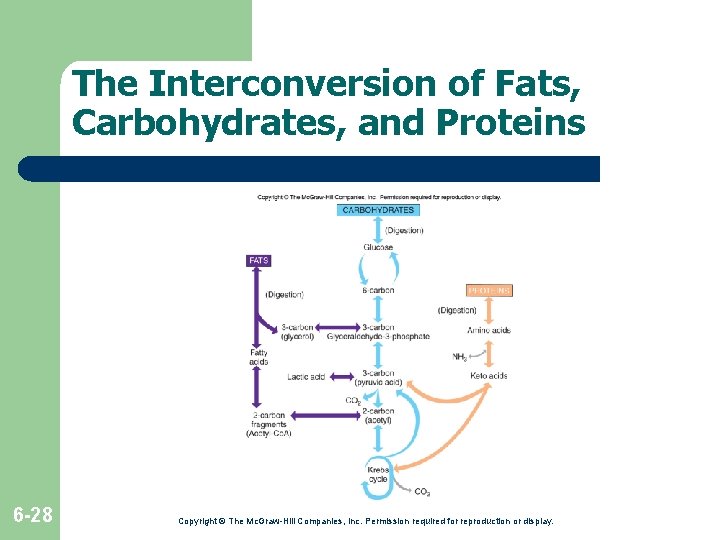 The Interconversion of Fats, Carbohydrates, and Proteins 6 -28 Copyright © The Mc. Graw-Hill The Interconversion of Fats, Carbohydrates, and Proteins 6 -28 Copyright © The Mc. Graw-Hill