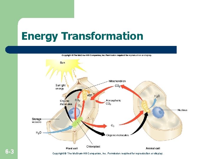 Energy Transformation 6 -3 Copyright © The Mc. Graw-Hill Companies, Inc. Permission required for Energy Transformation 6 -3 Copyright © The Mc. Graw-Hill Companies, Inc. Permission required for