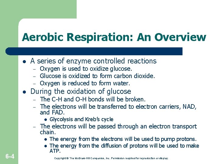 Aerobic Respiration: An Overview l A series of enzyme controlled reactions – – – Aerobic Respiration: An Overview l A series of enzyme controlled reactions – – –