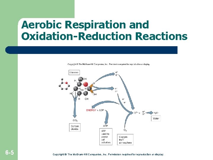 Aerobic Respiration and Oxidation-Reduction Reactions 6 -5 Copyright © The Mc. Graw-Hill Companies, Inc. Aerobic Respiration and Oxidation-Reduction Reactions 6 -5 Copyright © The Mc. Graw-Hill Companies, Inc.