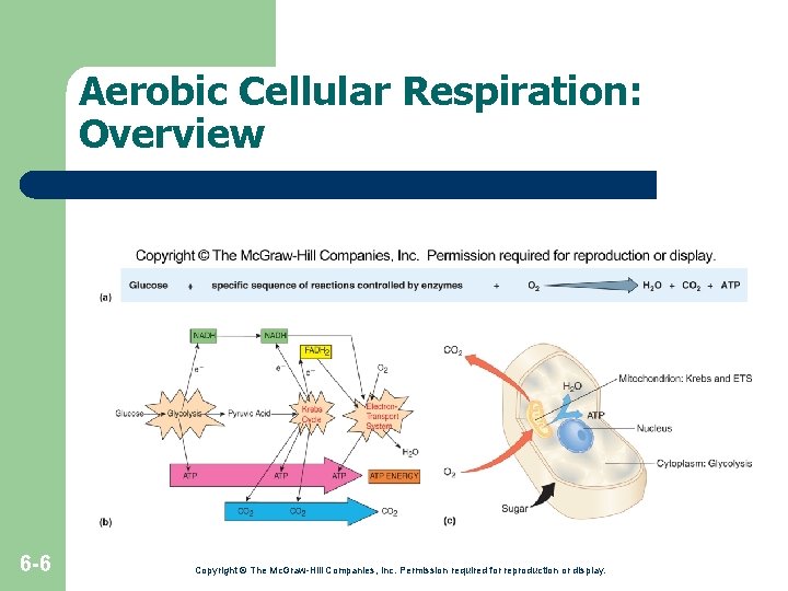 Aerobic Cellular Respiration: Overview 6 -6 Copyright © The Mc. Graw-Hill Companies, Inc. Permission Aerobic Cellular Respiration: Overview 6 -6 Copyright © The Mc. Graw-Hill Companies, Inc. Permission