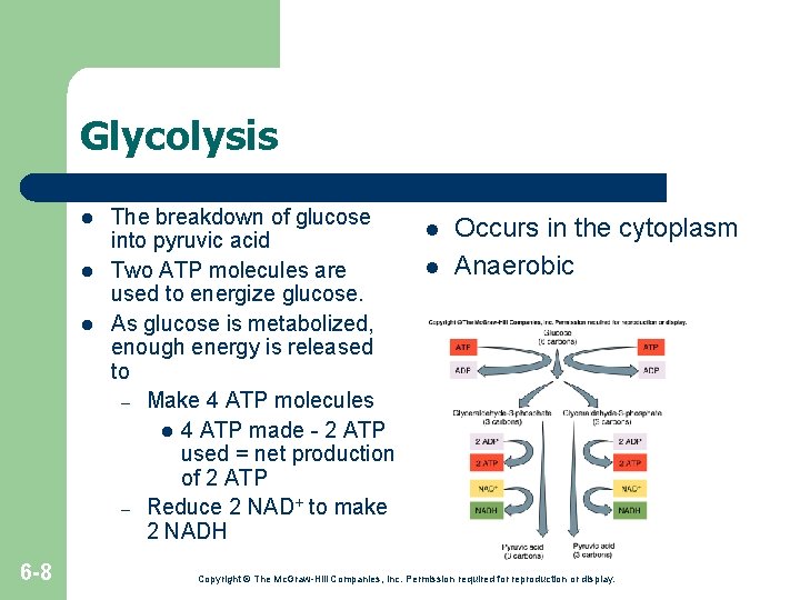 Glycolysis l l l 6 -8 The breakdown of glucose into pyruvic acid Two Glycolysis l l l 6 -8 The breakdown of glucose into pyruvic acid Two