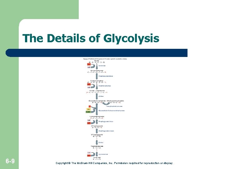 The Details of Glycolysis 6 -9 Copyright © The Mc. Graw-Hill Companies, Inc. Permission The Details of Glycolysis 6 -9 Copyright © The Mc. Graw-Hill Companies, Inc. Permission