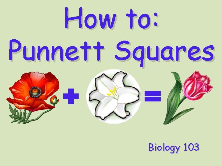 How to: Punnett Squares Biology 103 