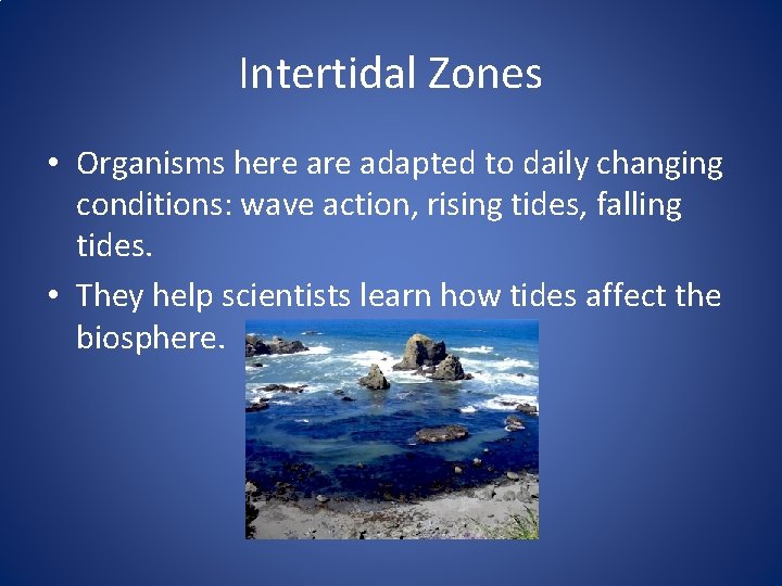 Intertidal Zones • Organisms here adapted to daily changing conditions: wave action, rising tides, Intertidal Zones • Organisms here adapted to daily changing conditions: wave action, rising tides,