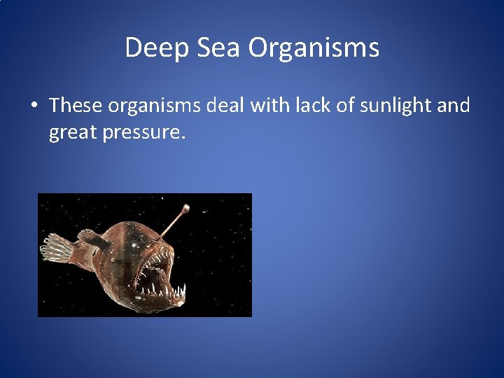 Deep Sea Organisms • These organisms deal with lack of sunlight and great pressure.