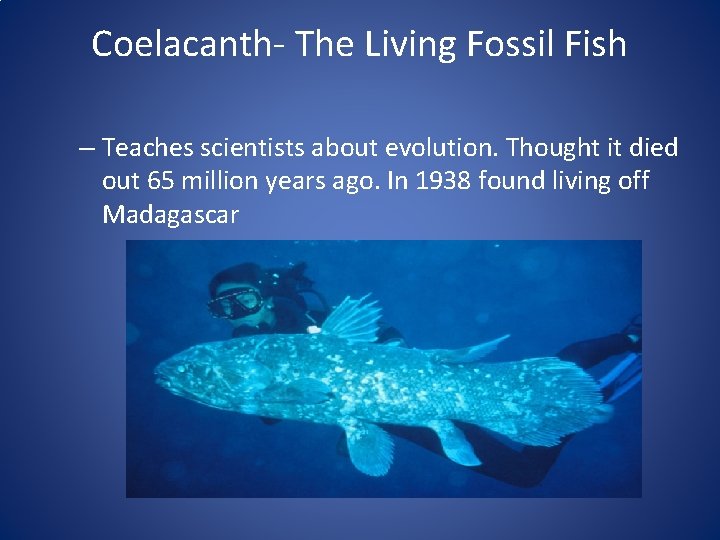 Coelacanth- The Living Fossil Fish – Teaches scientists about evolution. Thought it died out Coelacanth- The Living Fossil Fish – Teaches scientists about evolution. Thought it died out