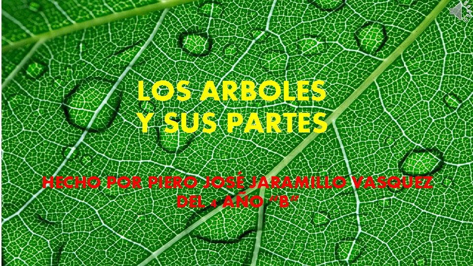 LOS ARBOLES Y SUS PARTES HECHO POR PIERO JOSÉ JARAMILLO VASQUEZ DEL 4 AÑO