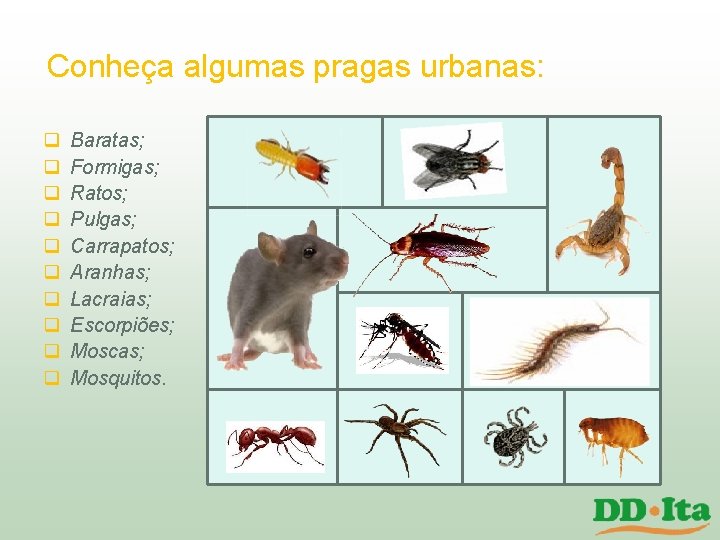 Conheça algumas pragas urbanas: q q q q q Baratas; Formigas; Ratos; Pulgas; Carrapatos; Conheça algumas pragas urbanas: q q q q q Baratas; Formigas; Ratos; Pulgas; Carrapatos;