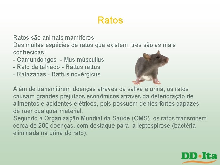 Ratos são animais mamíferos. Das muitas espécies de ratos que existem, três são as Ratos são animais mamíferos. Das muitas espécies de ratos que existem, três são as